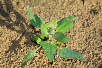 common weed in northern china