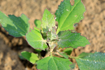 common weed in northern china