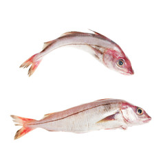 Two whole haddock fish