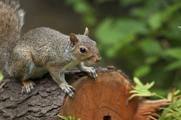 Naklejka na ściany i meble eastern gray squirrel