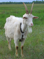 Obraz premium White goat.