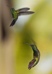 Green-breasted Mango (Anthracothorax prevostii) hummingbird