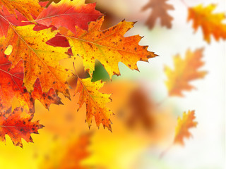 Autumn background