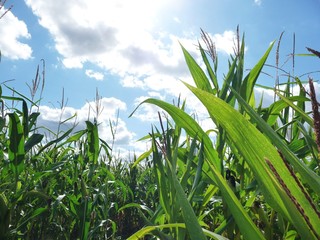 Obraz premium Champ de Maïs