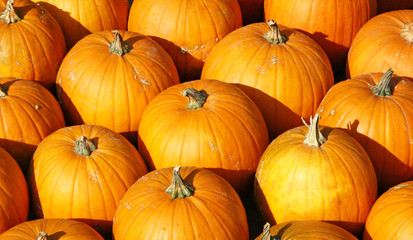 Orange Kürbisse im Sonnenlicht - Orange Pumpkins