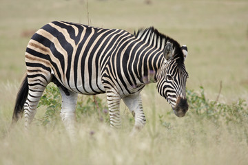Fototapeta na wymiar Burchell's Zebra in Grassland