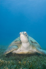Obraz na płótnie Canvas Adult female Green turtle on seagrass, front view.