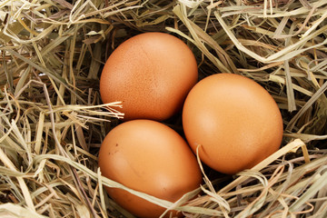 Bird nest with three eggs isolated on white.