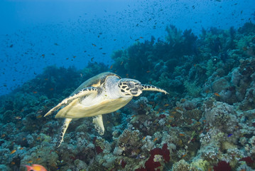 Fototapeta premium Adult male Hawksbill turtle swimming close to a tropical coral r