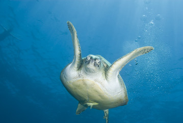 Adult female Green turtle swimming, frontal view.