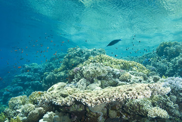 A pristine tropical Table coral reef in shallow water.