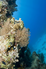 Fototapeta na wymiar Mała kolonia Splendid wiązane wentylatora koral.