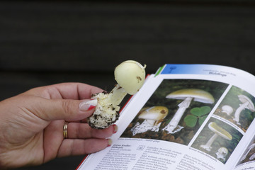 Pilzbestimmung mit Pilzbuch