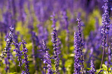 Lavender flowers in the open.