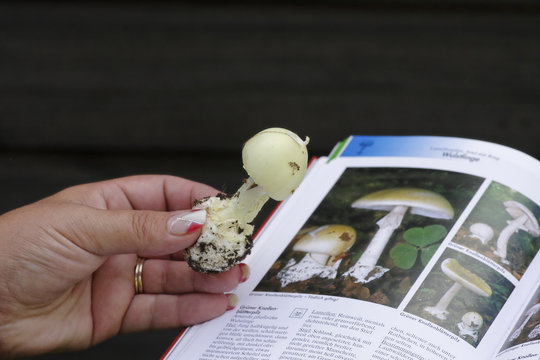 Pilzbestimmung mit Pilzbuch