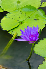 The violet lotus