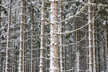 Fototapeta premium Spruce tree