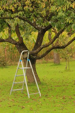 leiter unter zwetschgenbaum I