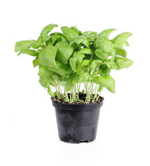 Fresh basil in plastic pot