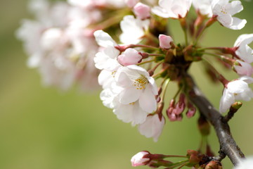 Obraz premium 桜 cherry blossom