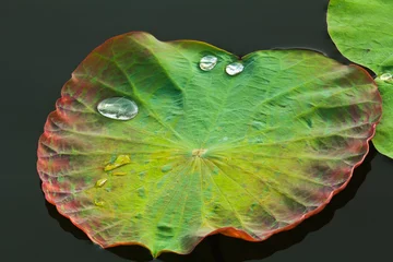 Papier Peint photo fleur de lotus Leaf with Water Drops