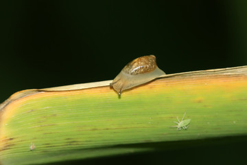 snails on the plants