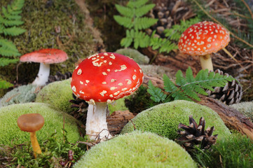Amanita