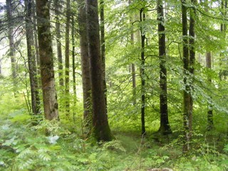 Obraz premium forest in bavaria, germany