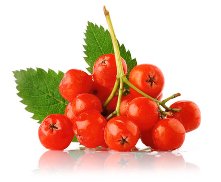 ashberry cluster with red berry and green leaf