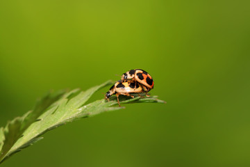 ladybug