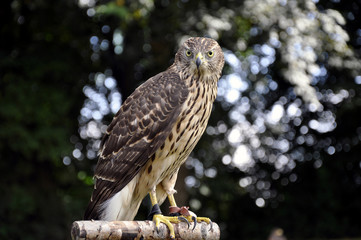Bussard - Raubvogel