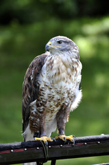 Bussard - Raubvogel