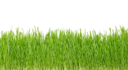 Acrylic prints Grass green grass