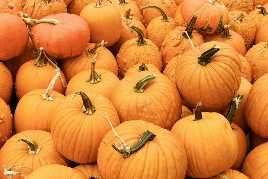 Piles of Pumpkins III