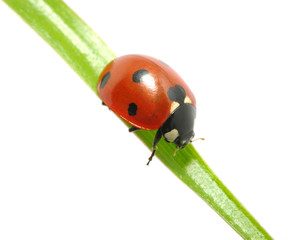 ladybug