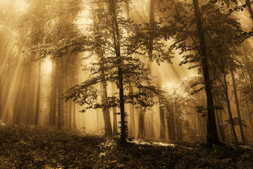 Brouillard en forêt