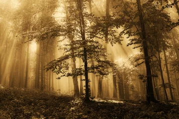 Rolgordijnen Mist in het bos © Czintos Ödön