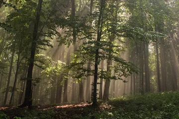 Schilderijen op glas Fog in forest © Czintos Ödön