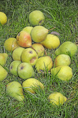Birnen auf einer Wiese