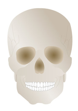 Vector illustration a human skull with earl by a holiday hallowe