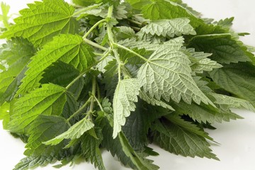 nettle
