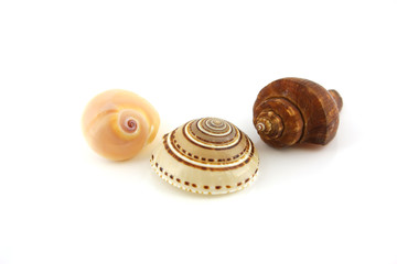 Sea shells