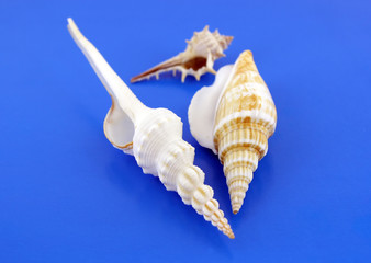Sea shells on the blue background. Shallow DOF.