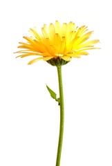 Naklejka premium Calendula officinalis