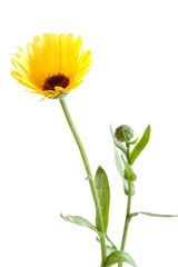 Calendula officinalis