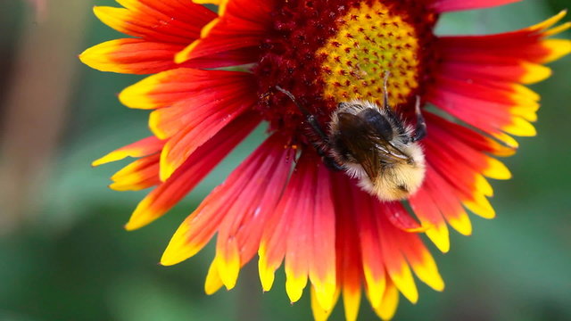Bumblebee on a flower gailardia.