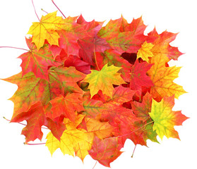 colored fall leaves