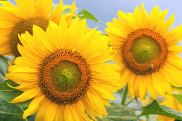 Sunflowers on a cloudy day