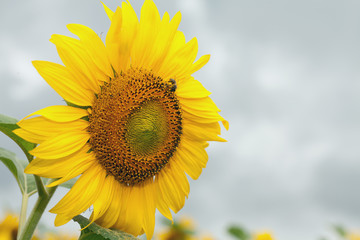 Sunflower with bee on a cloudy day