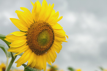 Obraz premium Sunflower on a cloudy day